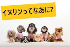 50代に菊芋がお薦めな3つの理由